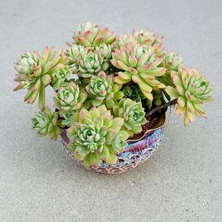 Succulents plants 🪴