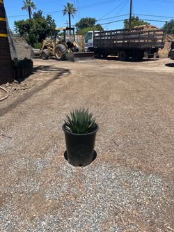 Agave Blue Glow