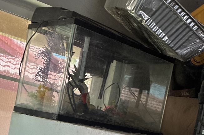 Fish Tank 