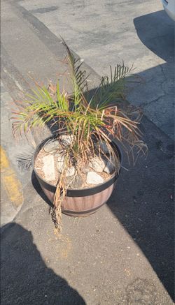 Pygmy date palm tree