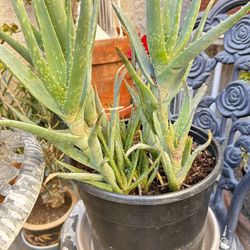 Aloe Vera Plant