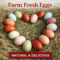 Farm Fresh Eggs Placerville