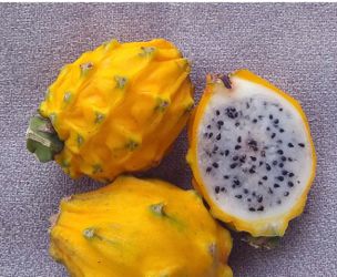 Dragon fruit