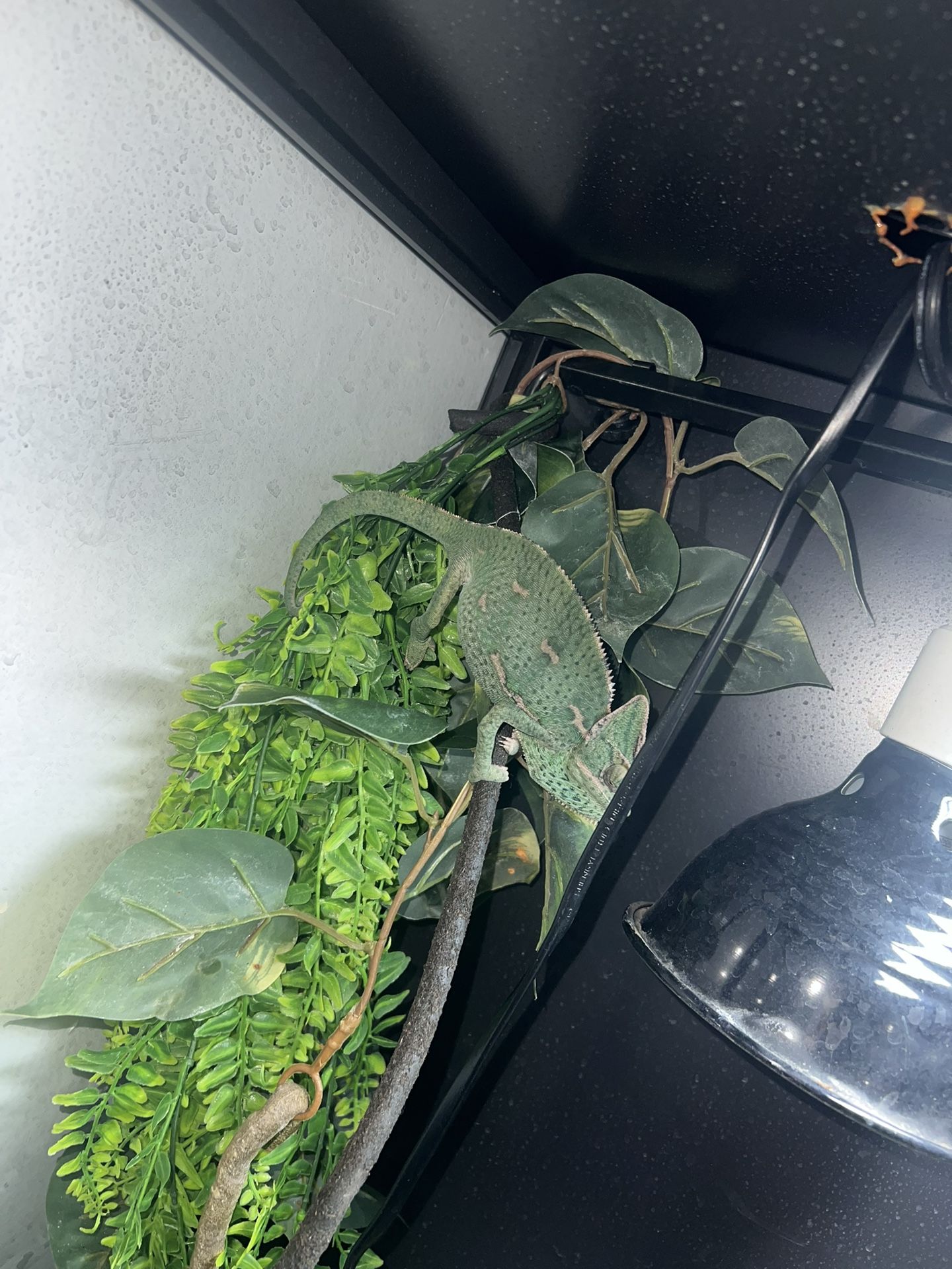 IKEA Chameleon Enclosure