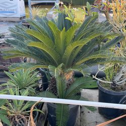 15 Gallon, Sago Palm