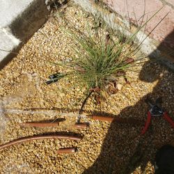 N Irrigation For Plants Or Grass 