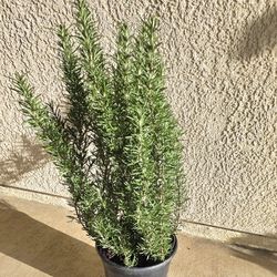 🪴Rosemary Plant /Planta De Romero 🪴 