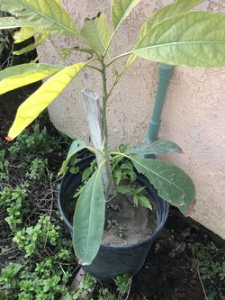 Avocado 🥑 Tree