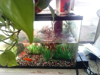 Fish 🐠 Tank With Everything Inside .