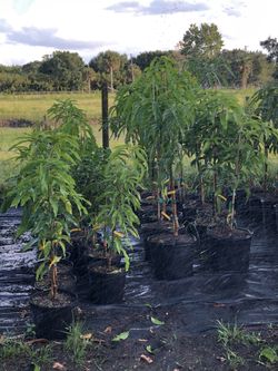 Grafted Mango Trees
