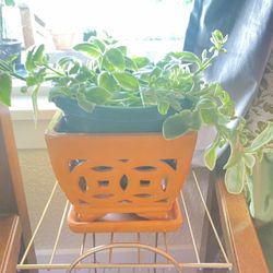 House Indoor Plant