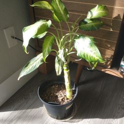Dieffenbachia Camouflage 
