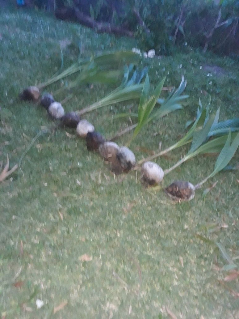 Coconut Plants . $5 each $40 All Together. ( not in pots