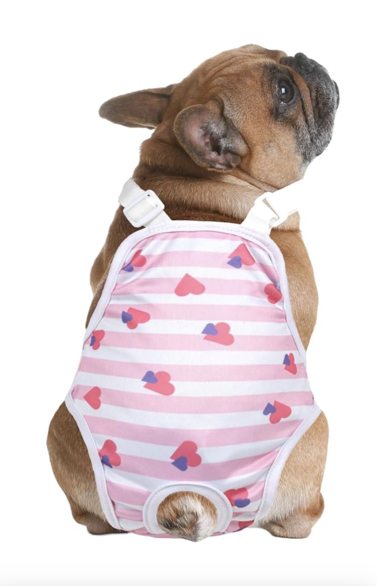 Frenchie Onesie Dog Diaper