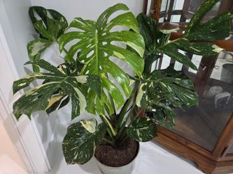 Huge Monstera Thai Constellation
