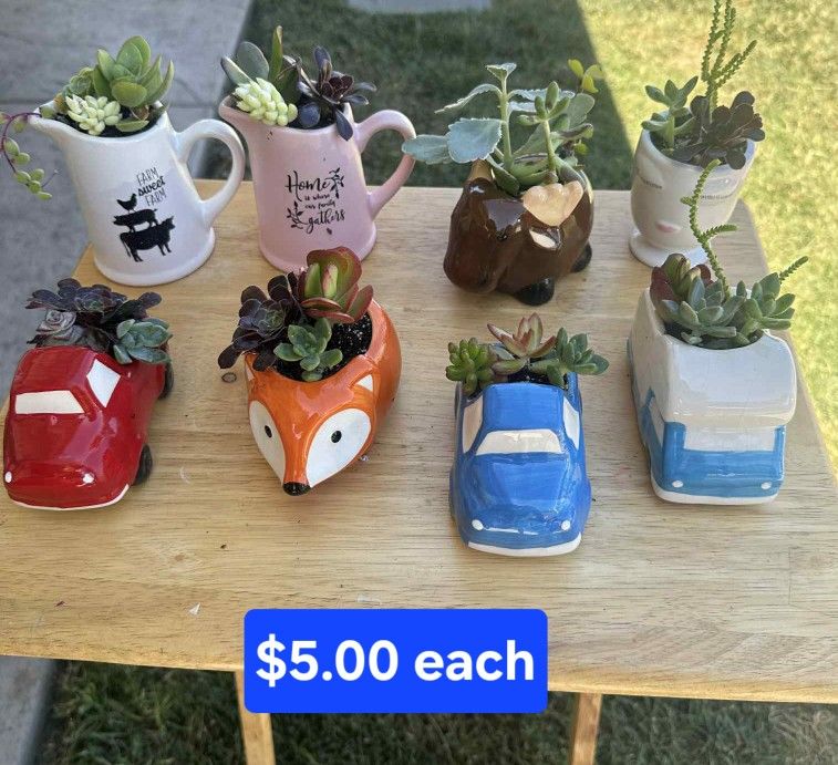 Mini Ceramic Planters with Live Succulents 