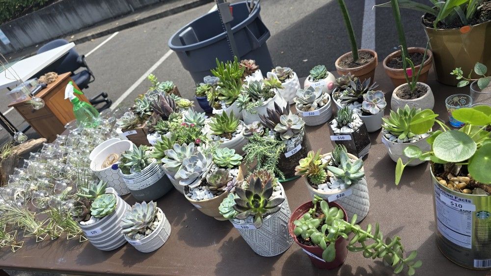 Succulents