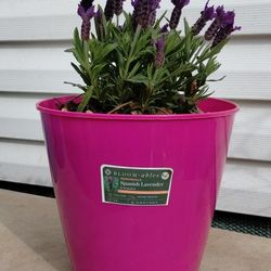 Spanish Lavender Plant 