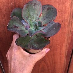 Rare Korean Echiverias 