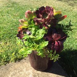 Big Succulent Arrangement 