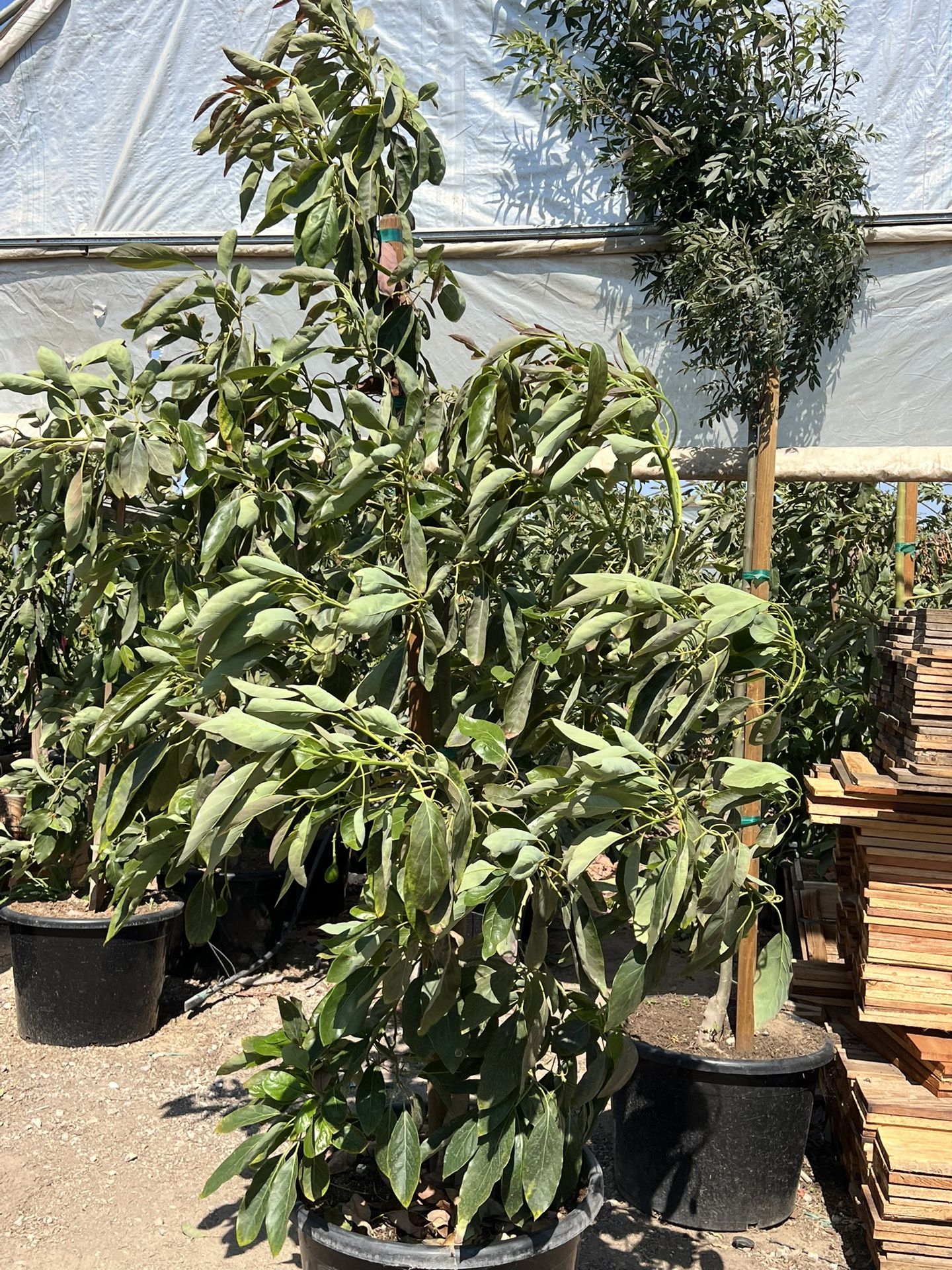 Hass Avocado Trees 