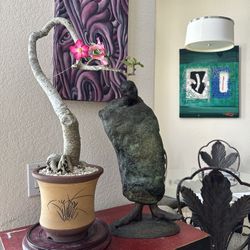 Desert Rose Bonsai