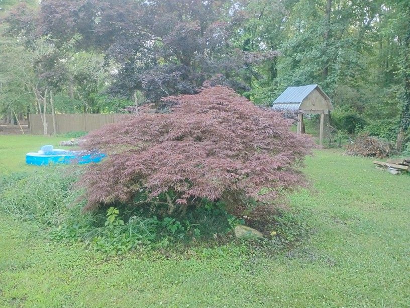 Japanese Maple