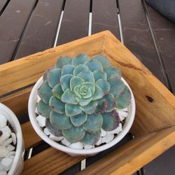 Succulents For Sale!