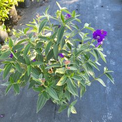 Tibouchina Plant 🪴 3gal 