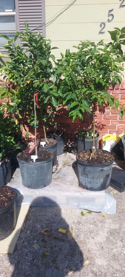 Citrus trees