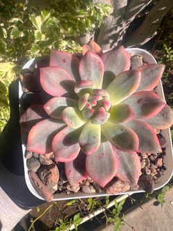 $28 ‘Ariel’ Variegated Korean Succulents