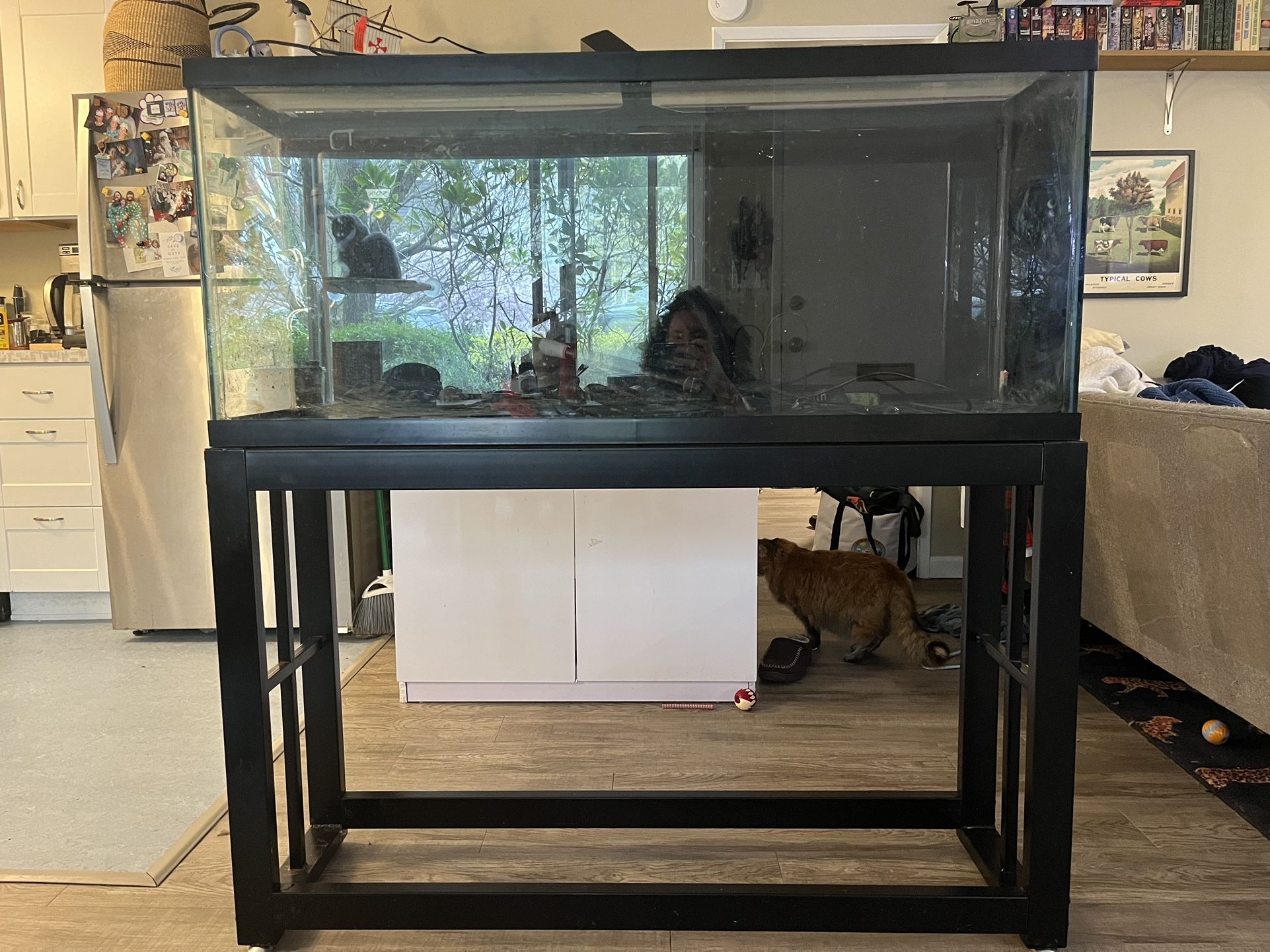 55g Fish Tank - Full Set-Up for Sale in Seattle, WA - OfferUp