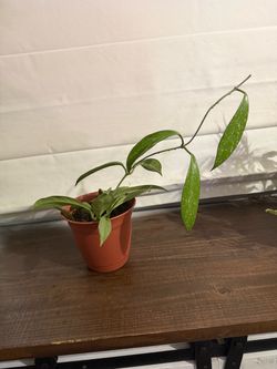 Hoya Plant