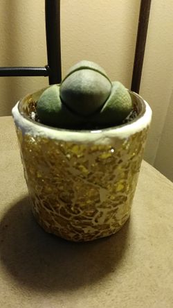 Split rock succulent