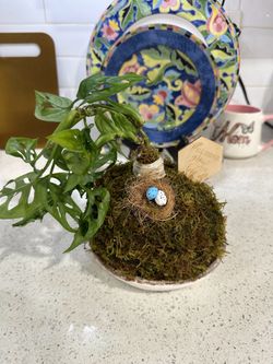 Kokedama Plants