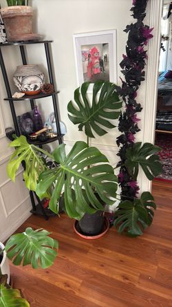 Large leaf Monstera Delisiosa