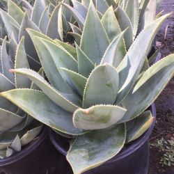🌵 DROUGHT TOLERANT PLANTS LOW-WATER BEAUTY THAT LASTS! 🌿