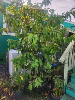 Guava Tree