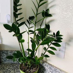 Zz Plant In 6” Nursery Pot 