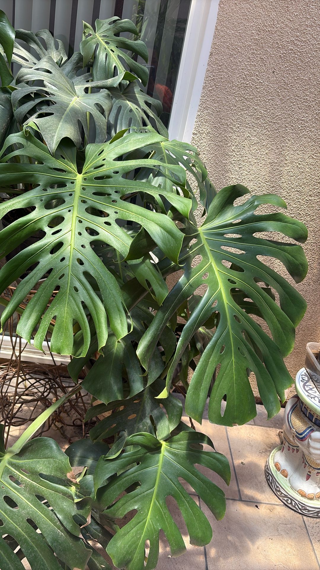 Monstera Plant Live