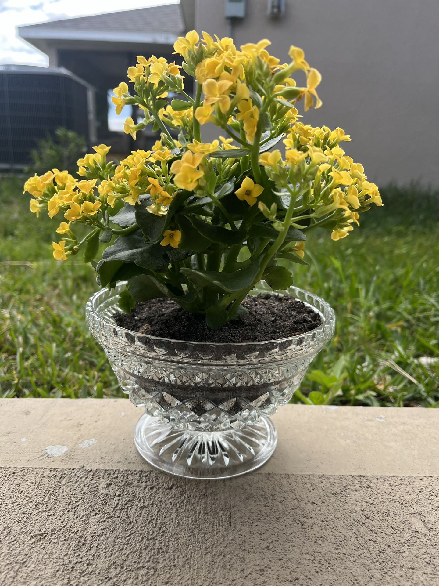 Real Yellow Succulent Crystal Vase