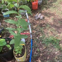27 Inch Tall Guava Plant 