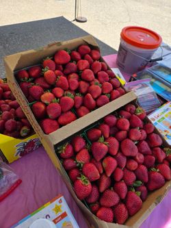 Strawberry Fresa