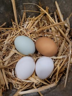 Fresh Eggs