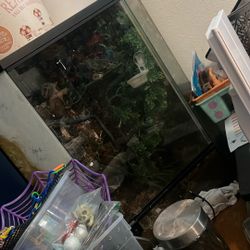 Gecko Tank 