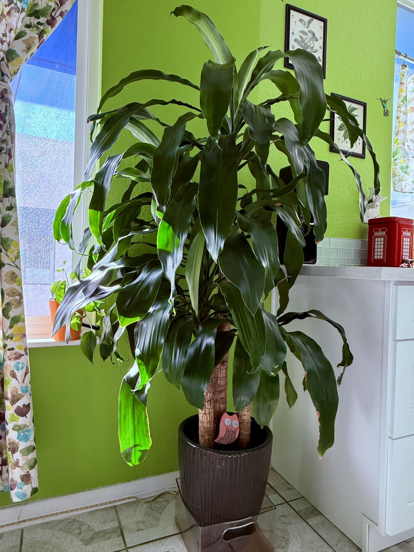 10+ Dracaena Plant Soil Africa Dracaena Plant With Organic Soil for Sale in West Covina, CA