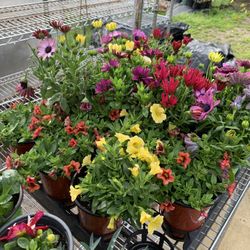 Flowers Sale Different Prices