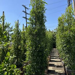 Ficus Nitida Indian Laurel Privacy Hedge