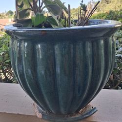 . Hydrangea & Avocado Plants in Ceramic Pot (Pot Damaged)