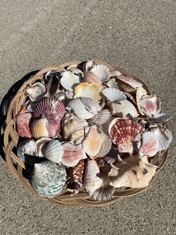 Mixed Natural Seashell Collection